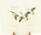 Lot # 4340 - 1936 Federal Duck Stamp print by Richard E. Bishop. Signed in pencil. Measures