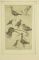 Lot # 4388 - “Long-billed Shorebirds” artist’s proof etching by Gordon Allen. Has been matted.