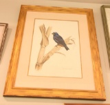 Lot # 4130 - Print of Ultramarine Grosbeak by Axel Amuchastegui. Has been professionally framed