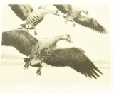 Lot # 4338 - Limited edition 3rd edition 1944 -1945 Federal Duck Stamp print by Walter A. Weber