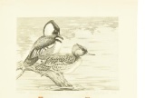 Lot # 4339 - Limited edition 1968-1969 Federal Duck Stamp print by Cement Pritchard. Signed and