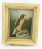 Lot # 4371 - Oil Painting on board of eagle by Marcel Bordei. Signed by artist. Has been framed.