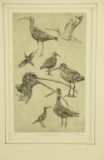 Lot # 4388 - “Long-billed Shorebirds” artist’s proof etching by Gordon Allen. Has been matted.