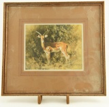 Lot # 4431 - Print of impala by David Shepherd Signed in pencil by artist on matted border. Has