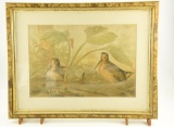 Lot # 4454 - Lithograph of woodcocks by Alexander Pope. Presented in Victorian era frame. Has