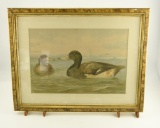 Lot # 4455 - Lithograph of Bluebill ducks by Alexander Pope. Presented in Victorian era frame.