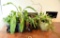 Lot #1379 - (6) live potted house plants: hostas, spider plant, etc.