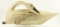 Lot #351 - Large North Carolina Cedar Body Preening Swan branded FES on underside 26” long x 11