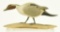 Lot #458 - 1955 General H.G. Degavre Onancock , VA full body standing miniature carved Pintail