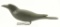 Lot #583 - Davidson Hawthorne full body standing Crow decoy ex-Miller Collection 16”