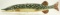 Lot #586 - Rusty Harvey carved Chain Pickerel carved fish decoy 33” with metal fins and original
