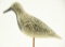 Lot #595 - Verity Style Black Bellied Plover original paint 9” A29, CPH020