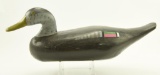 Lot #513 - Jesse Berkentine Black Duck decoy in original paint unsigned 16 ½”
