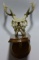 Lot #52 - 8pt Sika Skull mount