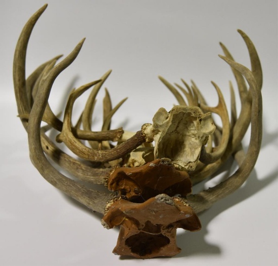 Lot #69 - Qty of Antlers