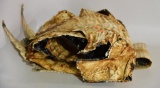 Lot #1 - (2) alligator skins approx. 100” and 44”