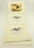 Lot #136 - (5) Buzzard Council of America 1980 Turkey Vulture Stamp prints