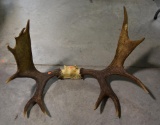 Lot #53 - 12 Moose Antler mount