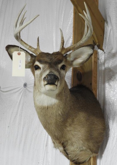 Lot #335 - Canadian White Tail 10pt mount