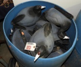 Approximately (30) Greenhead Gear Coot Decoy