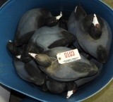 Approximately (18) Greenhead Gear Coot Decoys
