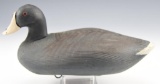 Bob Jobes, Havre de Grace, MD carved Coot decoy