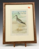 “The Greater Yellowlegs” Framed print of plate