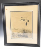 Framed original etching of Canvasback Drake over