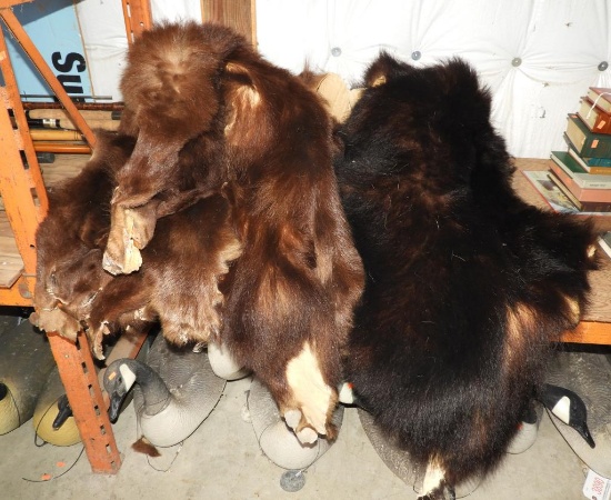 Selection of Bear pelts.