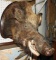 Wild Boar Mount (damage to right ear)