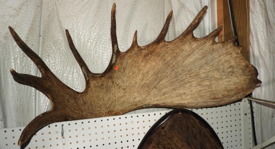 Large Moose Antler 38”