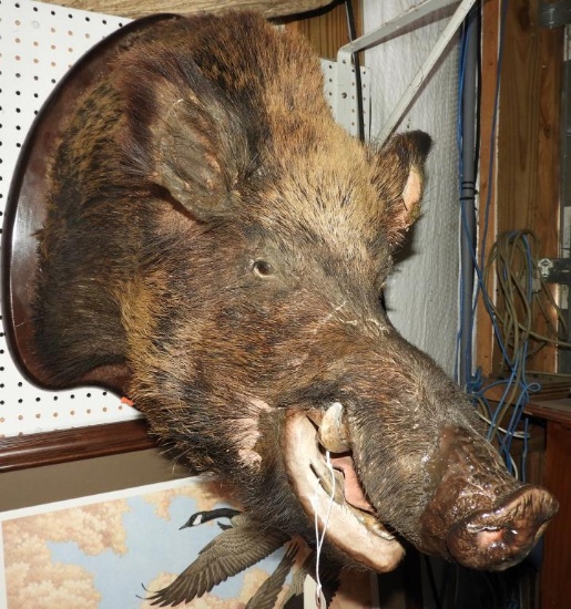 Wild Boar Mount (damage to right ear)