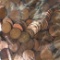 Lot of 1,000 average circulated U.S. wheatback cents