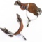 Pair of Roy Robinson steel & leather spurs