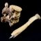 Genuine human bone desk pen set