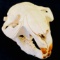 Genuine complete beaver skull