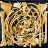 Lot of genuine bones from the torso of a human child
