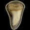 Estate sterling silver shark tooth fossil pendant