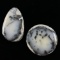 Unmounted dendritic opal cabochons