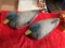 Pair of JC Higgins Duck Decoys