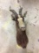 African Antelope Mount, Some Damage on Ears
