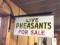 Live Pheasant For Sale Double-Sided Flange Sign