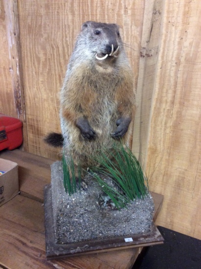 Ground Hog Mount, with Dental Malocclusion