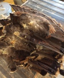11 Turkey Tail Feathers