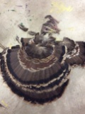 19 Turkey Tail Feathers