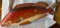 Wooden fish 36”  long