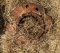 Rust-Patinated Iron Horseshoe with Openings