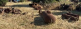 Rusted Farm and Industrial Equipment Components