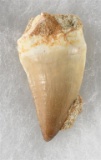 DINOSAUR ERA MOSASAUR TOOTH - GENUINE