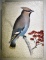 SID DICKENS 485 WAXWING MEMORY BLOCK